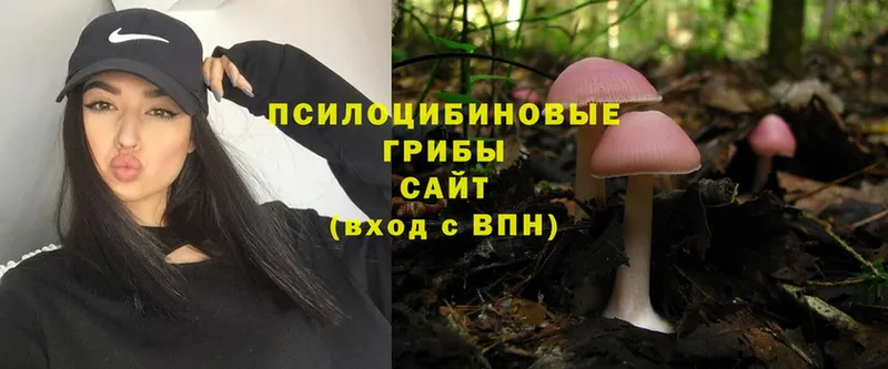 Псилоцибиновые грибы Cubensis  Бодайбо 